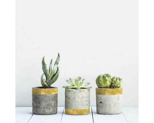 Trois pots en ciment contenant de l''aloès, une plante grasse et un cactus