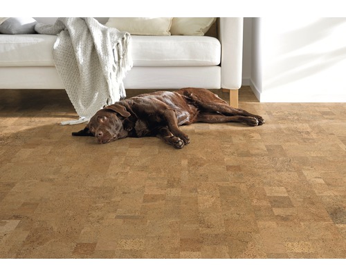 Brauner Hund liegt auf einem Korkboden neben einem weißen Sofa