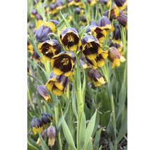 Bulbes de fritillaires Premium "Michailovskyi multiflora", 8 unités