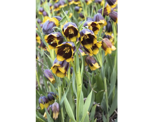 Groupe de fritillaires pintades dans le jardin