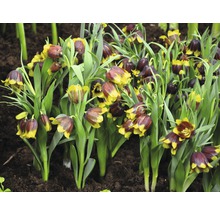 Bulbes de fritillaires Premium "Michailovskyi multiflora", 8 unités