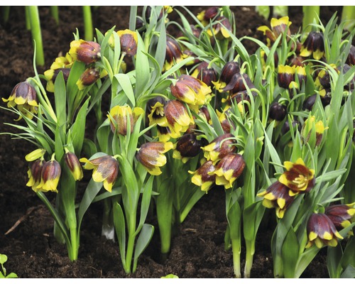 Groupe de fritillaires pintades dans une plate-bande