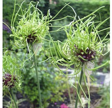 Drei Zierlauchpflanzen im Gartenbeet