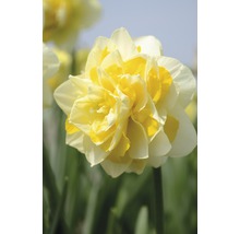 Bulbes de narcisses Premium "Sweet Pompon", 6 unités