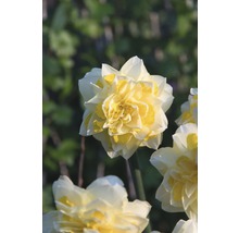 Bulbes de narcisses Premium "Sweet Pompon", 6 unités