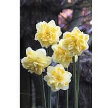 Bulbes de narcisses Premium "Sweet Pompon", 6 unités