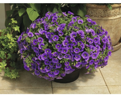 Plante de calibrachoa fleurie en pot