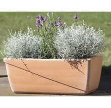 Blumenkasten mit Lavendel und Silberblatt