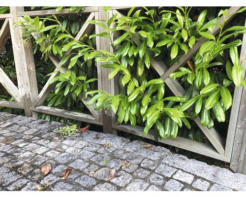 Clôture en bois avec haie de laurier et pavage en pierre