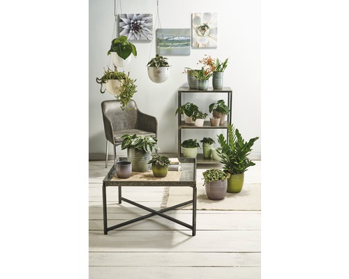 Intérieur décoratif avec des plantes d''intérieur en pot sur une table, une étagère et comme plantes suspendues.