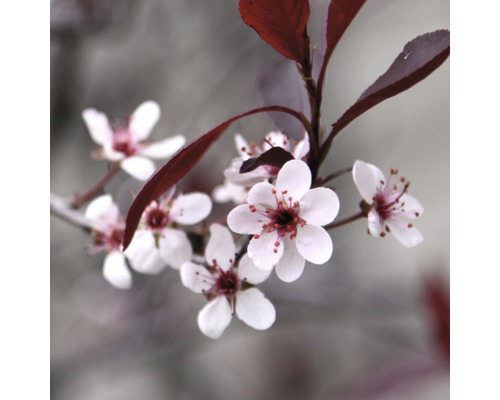 Zweig mit weißen Blüten und Blättern