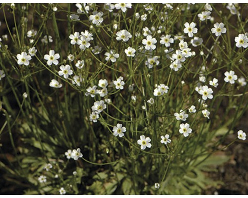 Inflorescence avec de nombreuses petites fleurs blanches