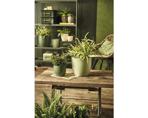Pièce avec des plantes en pot sur une table et dans une étagère.