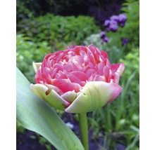 Nahaufnahme einer gefüllten rosa Tulpe im Garten