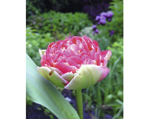 Gros plan sur une tulipe rose remplie dans le jardin