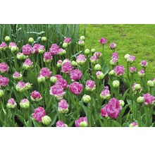 Nahaufnahme von Tulpen im Gartenbeet