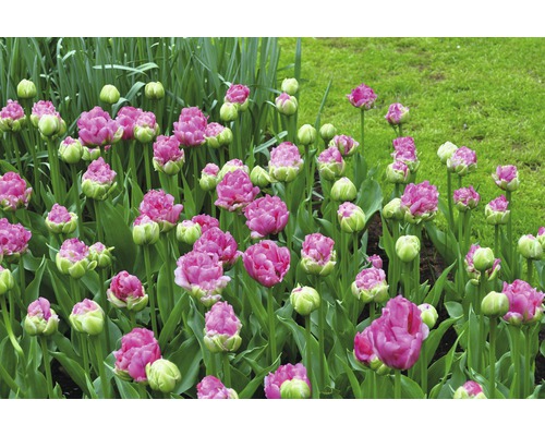 Gros plan de tulipes dans une plate-bande