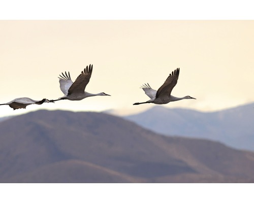 Vol de grues devant un panorama montagneux