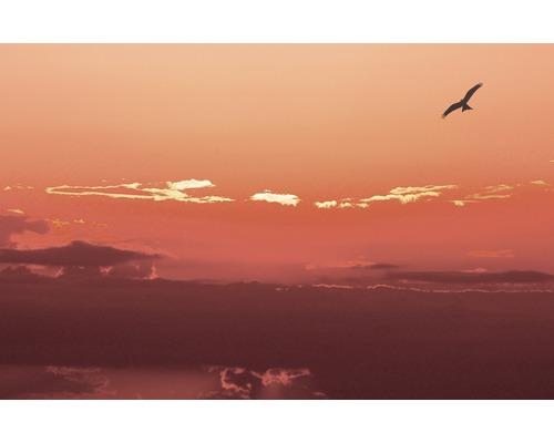 Ciel avec des nuages et un oiseau volant
