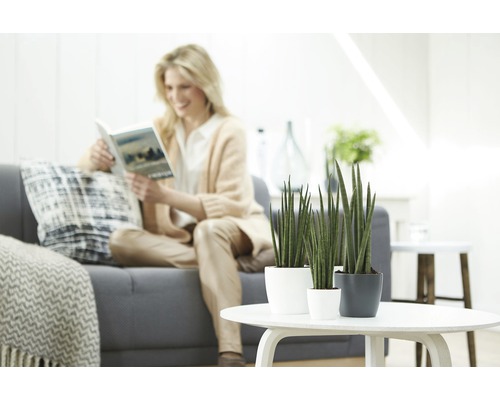 Plantes cylindriques décoratives en pots sur une table, avec une femme lisant un livre en arrière-plan.