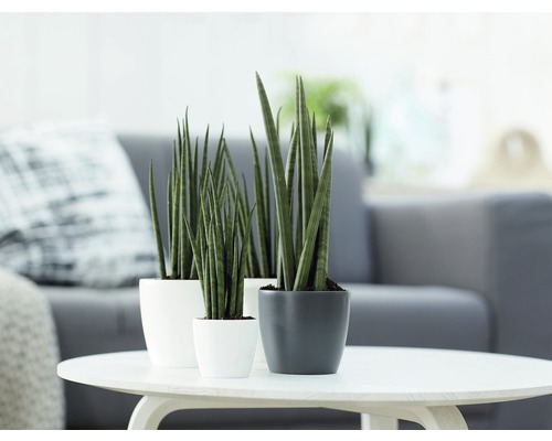 Trois plantes d''intérieur Sansevieria en pot sur une table