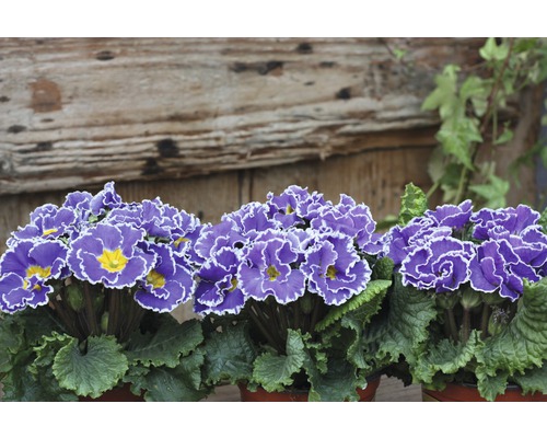 Primevère FloraSelf® Siroccoco pot de 11 cm bleu sélection aléatoire des variétés Primevères en pot avec des fleurs bleu et blanc