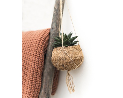 Plante suspendue avec un panier en fibre de coco et une plante succulente