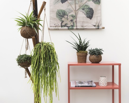 Plantes d''intérieur décoratives dans des paniers suspendus et des pots présentés sur une étagère