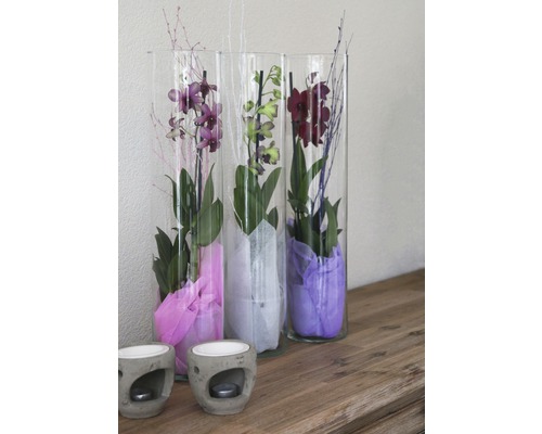 Dekorative Orchideen in Glasvasen mit Teelichthaltern auf einem Tisch