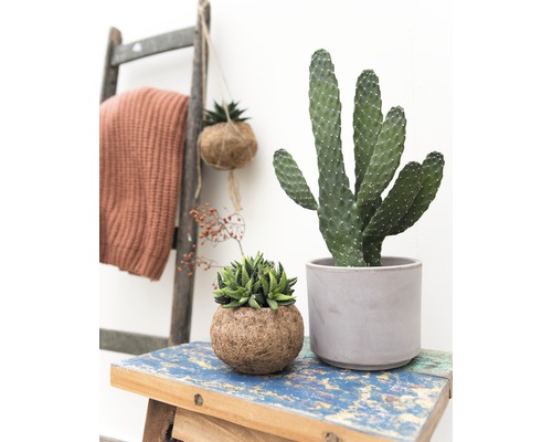 Arrangement de plantes d''intérieur avec cactus et plantes succulentes sur un tabouret avec une échelle en arrière-plan.