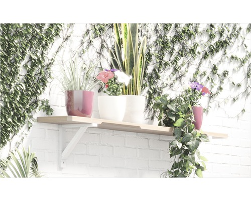 Étagère avec différentes plantes en pot devant un mur recouvert de lierre.