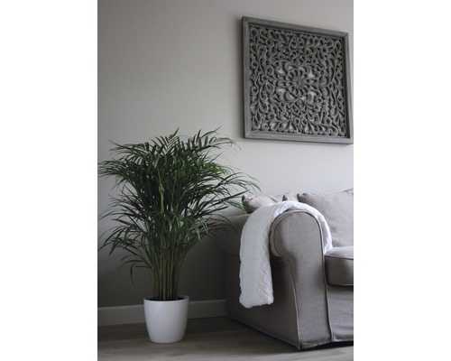 Salon avec plante d''intérieur, canapé et décoration murale