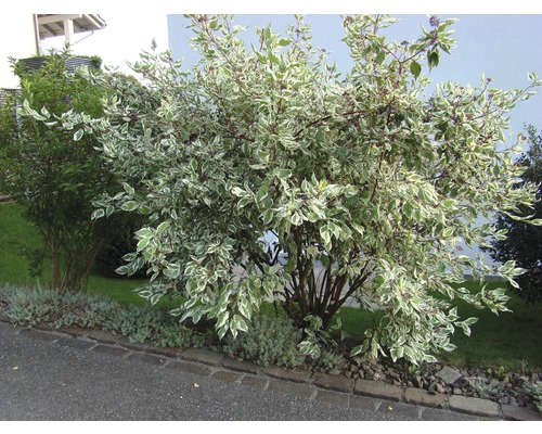 Pflanzenarrangement mit panaschiertem Hartriegel im Garten