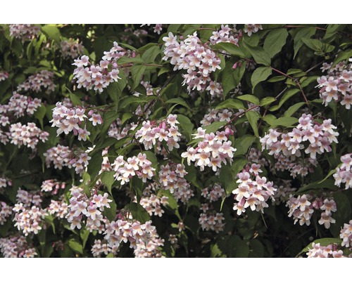 Abélia à fleurs abondantes avec des feuilles vertes