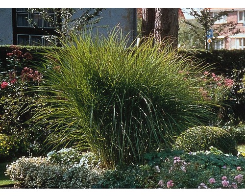 Garten mit Ziergrasbepflanzung