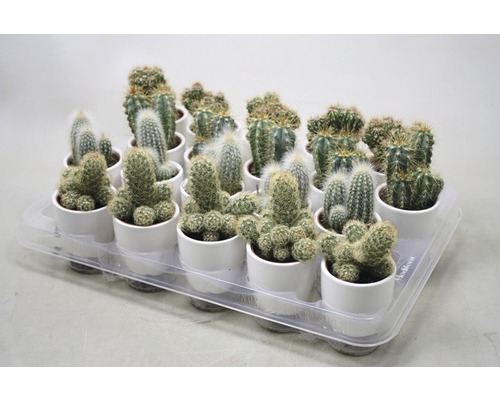 Plateau avec différents cactus dans des pots blancs