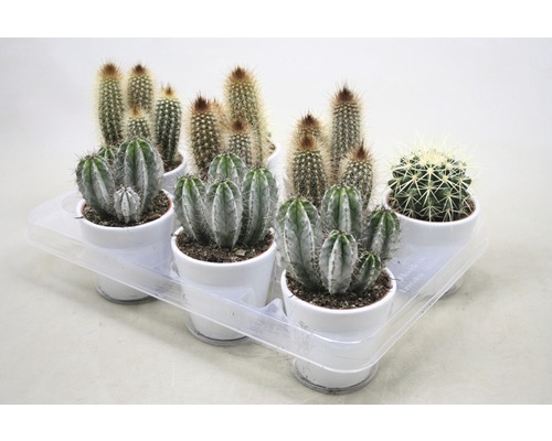 Différents cactus en pot sur un plateau