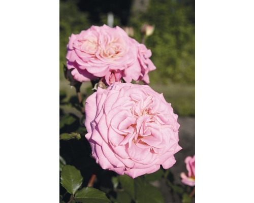 Rosier à grandes fleurs Roses Tantau FloraSelf® Rose 'Ashley®' 20-70 cm