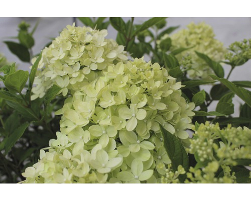 Rispenhortensie mit Blättern