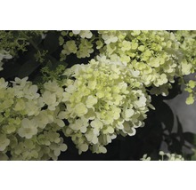 Rispenhortensie Bobo FloraSelf 60-80 cm