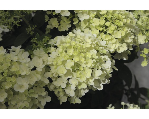 Hortensia paniculé avec inflorescences denses