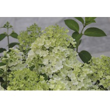 Rispenhortensie Bobo FloraSelf 60-80 cm