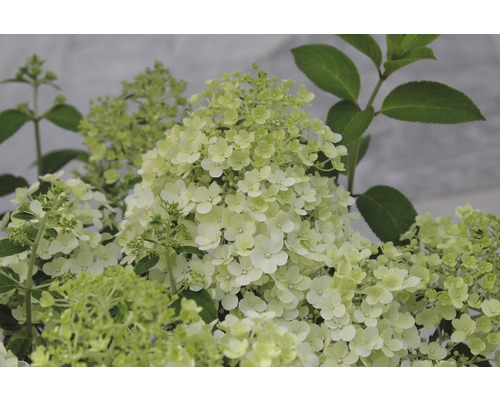 Gros plan sur un hortensia paniculé avec des fleurs blanches