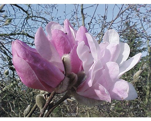 Nahaufnahme einer Magnolienblüte