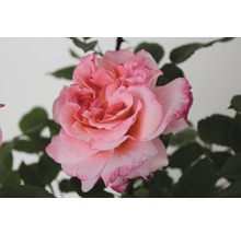 Gros plan sur une fleur de rose rose