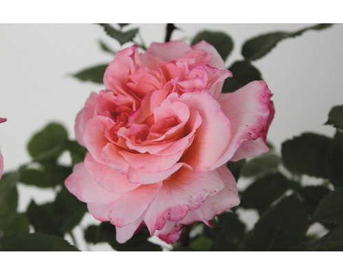 Gros plan sur une fleur de rose rose