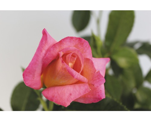 Nahaufnahme einer rosa-orangenen Rosenblüte mit Blättern
