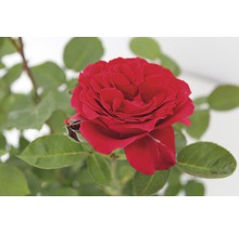 Rose rouge avec des feuilles