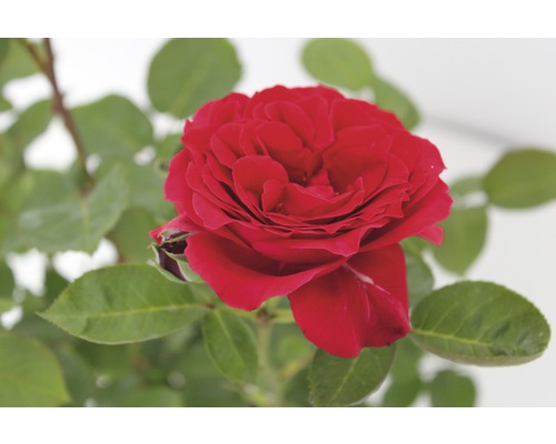 Rose rouge avec des feuilles