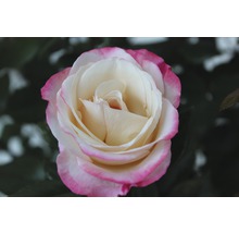 Gros plan d''une rose avec des pétales blancs et roses